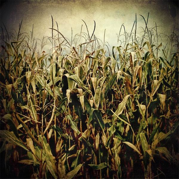 Photograph Pete Barrett Corn Field on One Eyeland